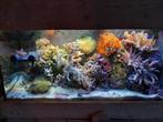 zeewateraquarium, Dieren en Toebehoren, Vissen | Aquaria en Toebehoren, Ophalen, Gebruikt, Gevuld zeewateraquarium