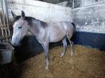 Jaarling merrie, Merrie, Gechipt, 0 tot 2 jaar