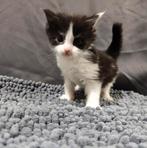 Maine Coon kitten met stamboom, Poes, Met stamboom, 0 tot 2 jaar