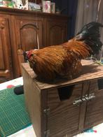 Antwerpse baardkriel zeer tam, Mannelijk, Kip