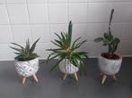 3 decoratieve kleine plantjes, Tuin en Terras, Ophalen, Zo goed als nieuw