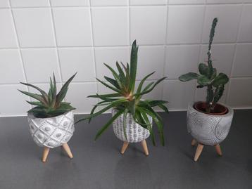 3 decoratieve kleine plantjes beschikbaar voor biedingen