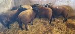 Lammeren te koop, Dieren en Toebehoren, Schapen, Geiten en Varkens, Meerdere dieren, Schaap, 0 tot 2 jaar