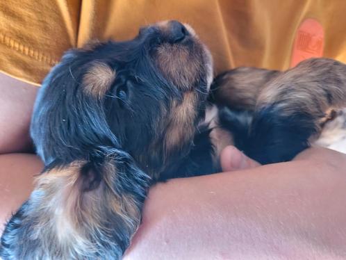 Engelse cocker pups leven samen met poezen in m'n huisje, Dieren en Toebehoren, Honden | Retrievers, Spaniëls en Waterhonden, Reu