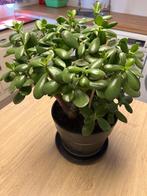 Crassula, Huis en Inrichting, Kamerplanten, Ophalen, Vetplant, Halfschaduw, Minder dan 100 cm