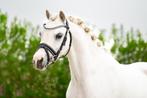 De allerliefste en knapste welsh A merrie, Jument, Débourré, Poney de dressage, Poney A (jusqu'à 1.17 m)