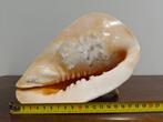 Schelp, Ophalen, Schelp(en)