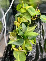 Philodendron brasil stekjes, Huis en Inrichting, Kamerplanten, Ophalen of Verzenden