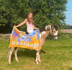 VALK bonte Dpony merrie sport pony kinderpony, Dieren en Toebehoren, Merrie, M, Ontwormd