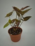 Syngonium Maria Allusion, Ophalen of Verzenden