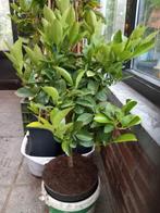 Zeer mooie MANDARIJNEN-BOOMPJES ( op stam) , geënt! 24€/stuk, Ophalen of Verzenden, Vaste plant, Fruitplanten, Volle zon