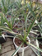 yucca carnerosana, Tuin en Terras, Ophalen