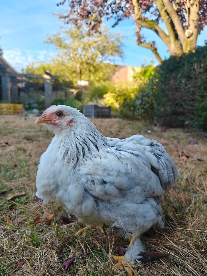 Wit-zwarte leghennen te koop, Dieren en Toebehoren, Pluimvee, Kip, Vrouwelijk