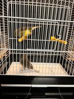 Gloster kanaries, Dieren en Toebehoren