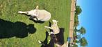 Schapen, Dieren en Toebehoren, Schapen, Geiten en Varkens