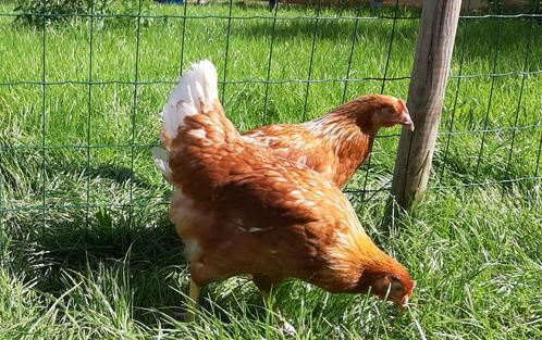 Legkippen jonge hennen verschillende soorten beschikbaar, Animaux & Accessoires, Volatiles, Poule ou poulet, Femelle