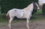 Hele opvallende super brave merrie !!, Dieren en Toebehoren, Paarden, 160 tot 165 cm, 11 jaar of ouder, Recreatiepaard, Merrie