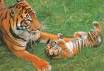 TIJGER  MET  WELP, Collections, Cartes postales | Animaux, Envoi, Affranchie, Animal sauvage