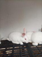 Vleeskonijnen, Dieren en Toebehoren, Konijnen