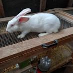 Konijnen: Witte van Dendermonde, Dieren en Toebehoren, Konijnen, Mannelijk, Groot, 0 tot 2 jaar