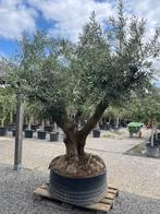 Olijfboom Tortuga XXL, Tuin en Terras, Planten | Bomen, Ophalen, Olijfboom, 250 tot 400 cm