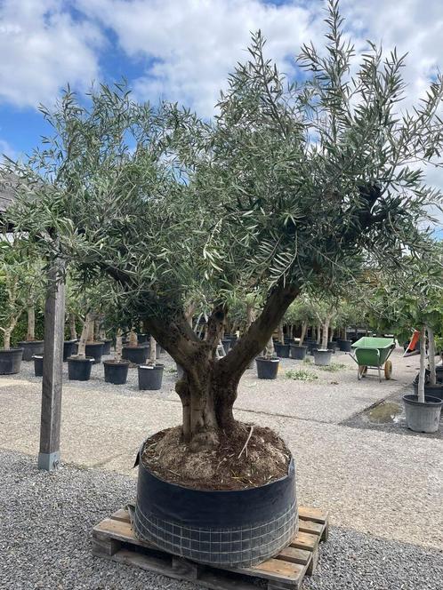 Olijfboom Tortuga XXL, Tuin en Terras, Planten | Bomen, Olijfboom, 250 tot 400 cm, Ophalen
