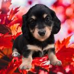Zeer Lieve , mooie en sociale dwergteckeltjes, Dieren en Toebehoren, België, 8 tot 15 weken, Dwerg, Langhaar