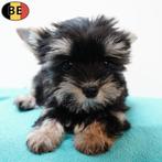 Yorkshire Terriër - pups geboren in België, Dieren en Toebehoren, Yorkshire Terriër, België, Handelaar, CDV (hondenziekte)