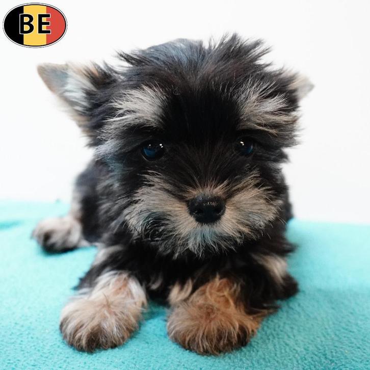 Yorkshire Terriër - pups geboren in België, Dieren en Toebehoren, Honden | Jack Russells en Terriërs, Meerdere dieren, Yorkshire Terriër