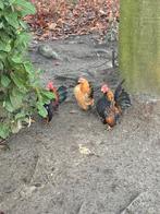 Broedeieren Serama kippen ( GRATIS VERZENDING), Kip