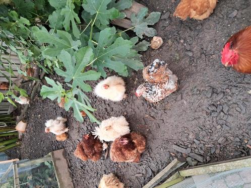 Cochin kriel hennetjes met evt haantje, Dieren en Toebehoren, Pluimvee