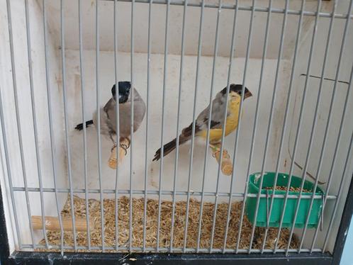 Koppel goudvinken, Dieren en Toebehoren, Vogels | Overige Vogels