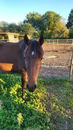 3 jarige D pony te koop, Dieren en Toebehoren, Merrie