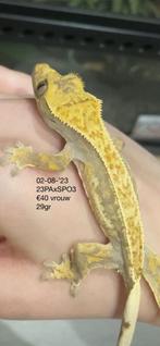 Wimpergekko (mag nu weg voor €30), Dieren en Toebehoren