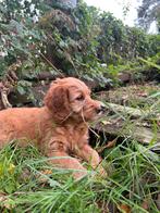 Mooie goldendoodle pups!, Dieren en Toebehoren, Golden retriever, België, CDV (hondenziekte), 8 tot 15 weken