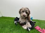 Bordoodle pups