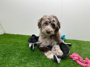 Bordoodle pups beschikbaar voor biedingen