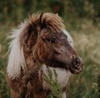Pintaloosa shetlander, Dieren en Toebehoren, Pony's, Hengst, A pony (tot 1.17m), Gechipt, 3 tot 6 jaar
