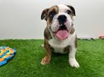 Engelse Bulldog pup, België, 8 tot 15 weken, Bulldog, Eén hond