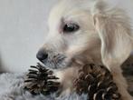 Golden retriever pups groeien op in huiselijke kring, Dieren en Toebehoren, Golden retriever, België, Fokker | Hobbymatig, Reu