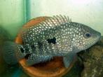 Herichthys_teporatus, Dieren en Toebehoren