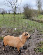 Kameroenschaap ooi, Dieren en Toebehoren, Schapen, Geiten en Varkens, Vrouwelijk, Schaap, 3 tot 5 jaar
