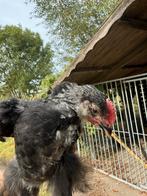 Raszuiver zwartzilver marans hanen, Dieren en Toebehoren, Pluimvee