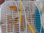 KWEEKRIJP KOPPELTJE KANARIES geringd van 2025, Dieren en Toebehoren, Vogels | Kanaries, Meerdere dieren, Zangkanarie