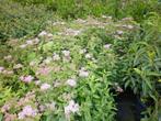 spirea roze, little princes, Ophalen, Overige soorten, Struik, Minder dan 100 cm