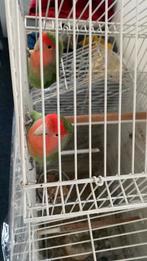 Dwerg papagaaien, Dieren en Toebehoren, Vogels | Kanaries