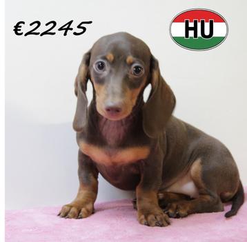 Dwerg Teckel Korthaar - pups te koop beschikbaar voor biedingen