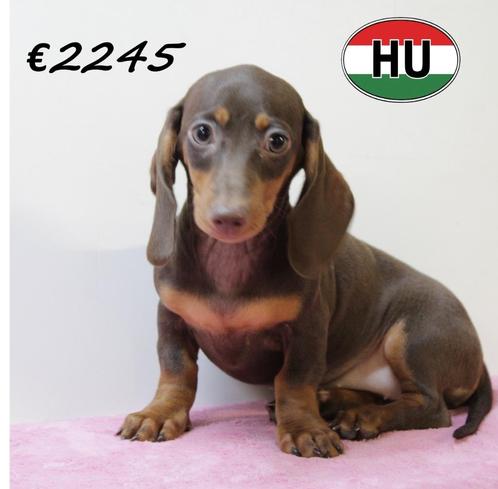Dwerg Teckel Korthaar - pups te koop, Dieren en Toebehoren, Honden | Teckels en Dashonden, Meerdere dieren, Korthaar, Dwerg, Handelaar
