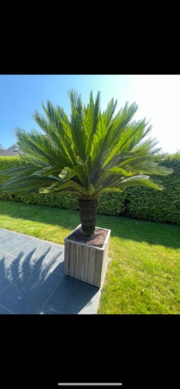 Cycas revoluta zaden beschikbaar voor biedingen