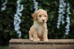 Cockapoo pups, Belgische hondjes